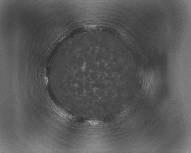 X0000052650654200507011414
