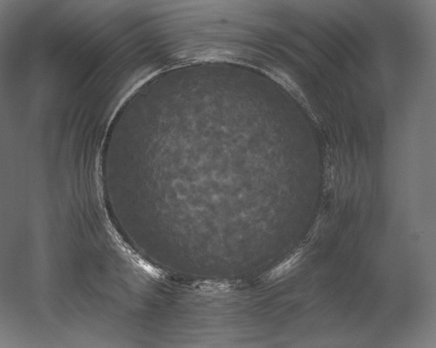 X0000052650798200507011411