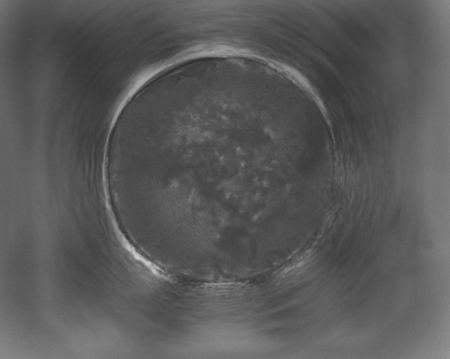 X0000052650863200507011411