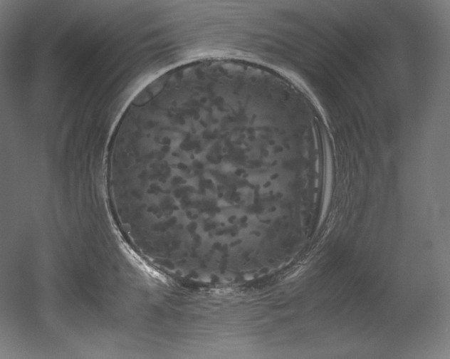 X0000052650903200507011409