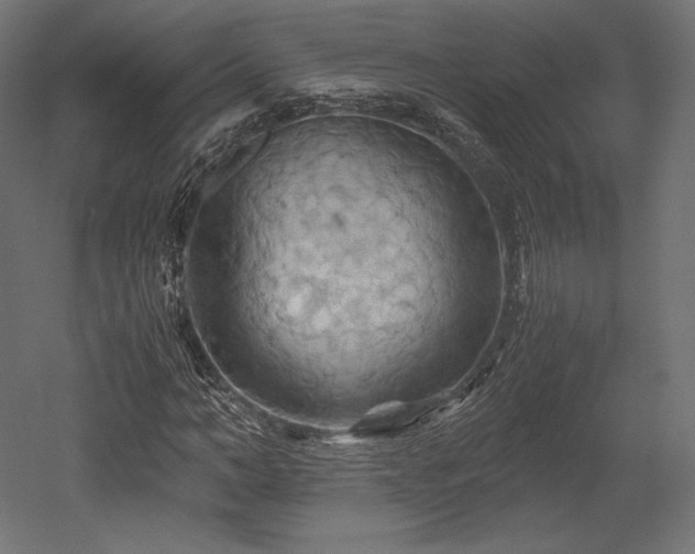 X0000052650966200507011408