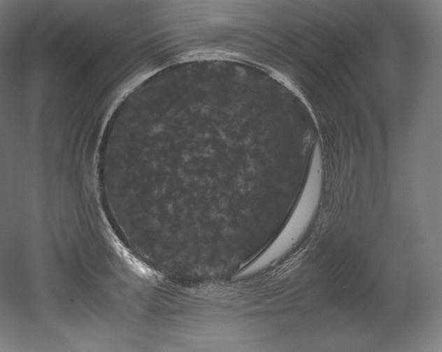 X0000052650995200507011408