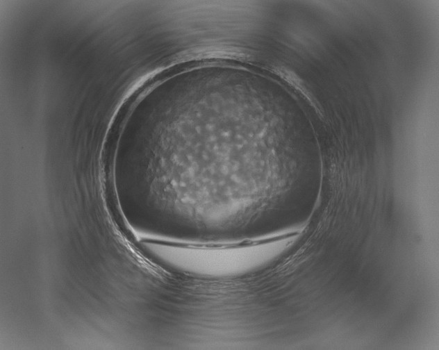 X0000052651024200507011407