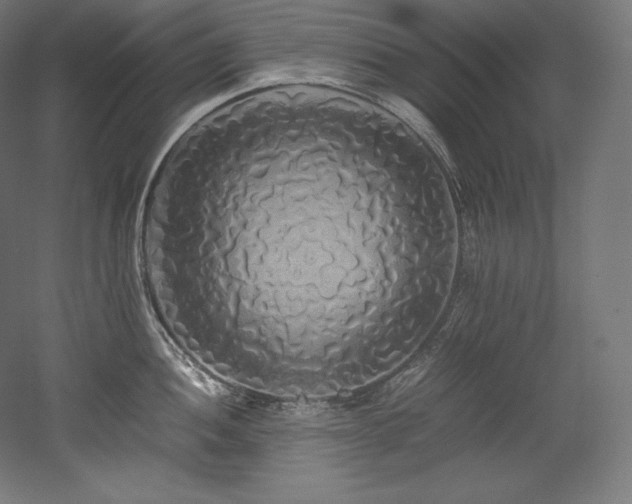 X0000052651052200507011407