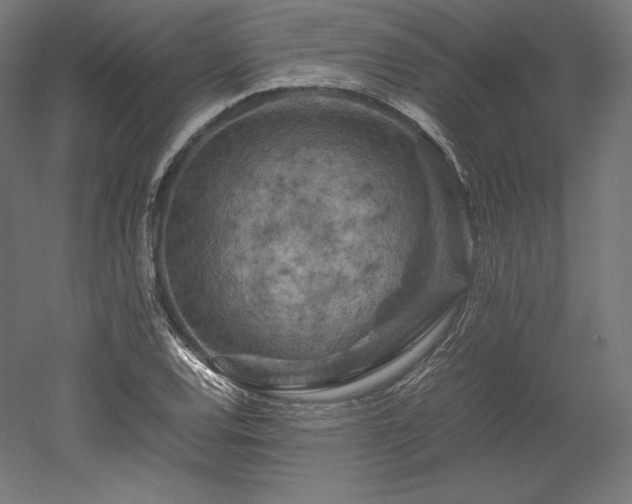 X0000052651120200507011405