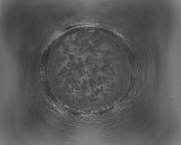 X0000052651255200507011403