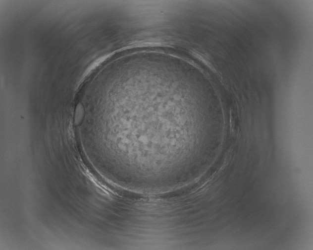 X0000052651452200507011400