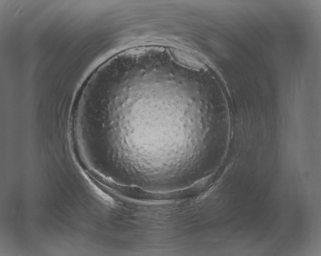 X0000052651525200507011359