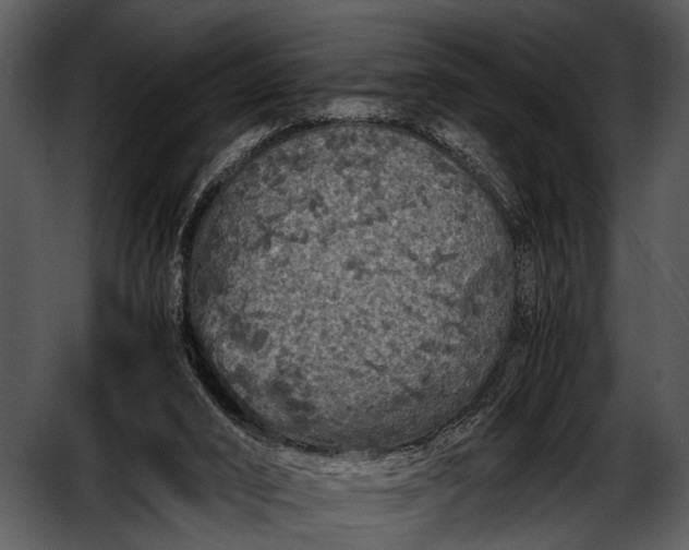 X0000052650016200507160235