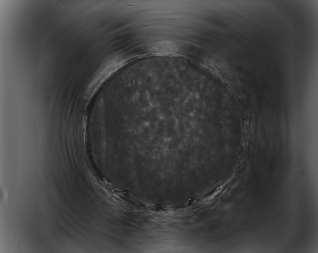 X0000052650194200507160232