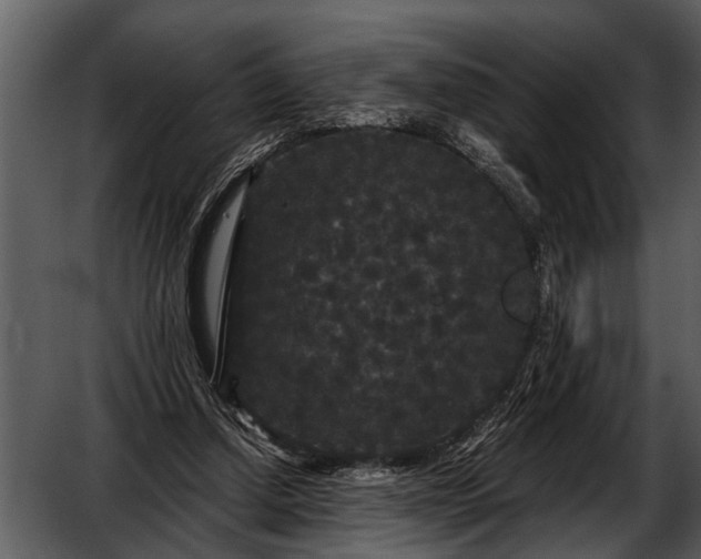 X0000052650250200507160231