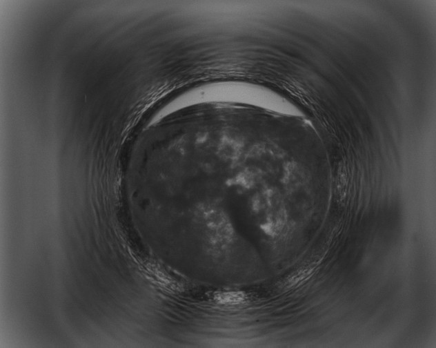 X0000052650355200507160229