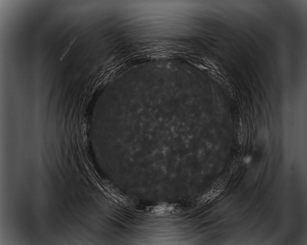 X0000052650366200507160229