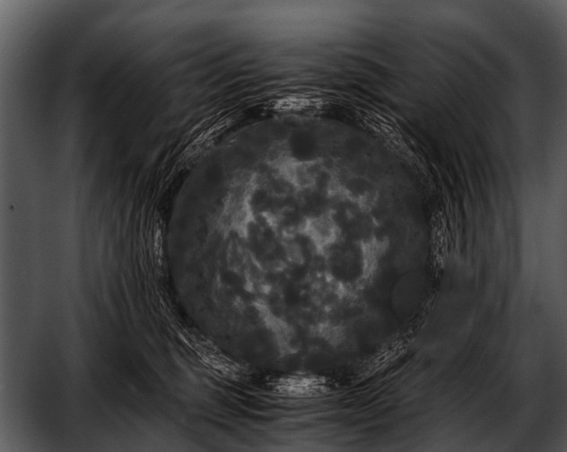 X0000052650375200507160229