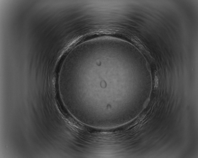 X0000052650444200507160227