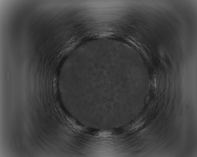 X0000052650462200507160228