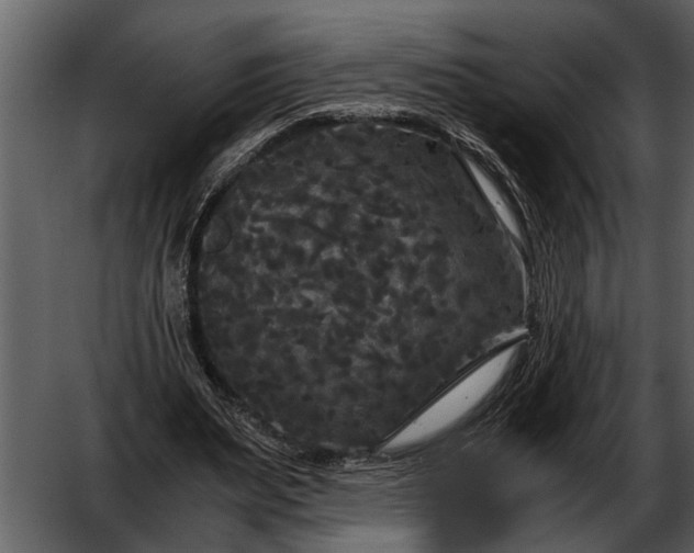 X0000052650487200507160227