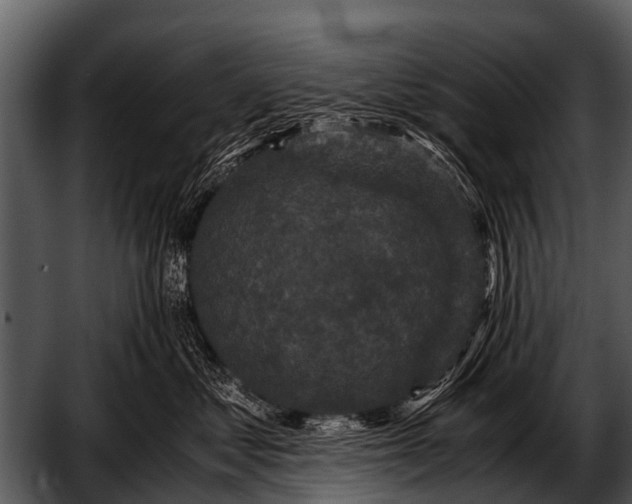 X0000052650621200507160225