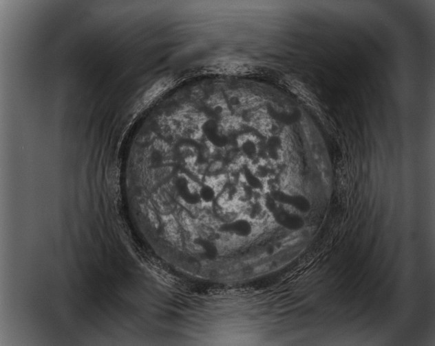 X0000052650679200507160224