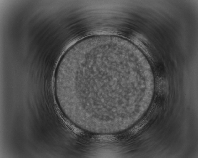 X0000052650856200507160221