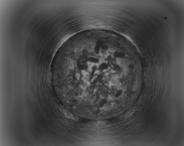 X0000052650879200507160220