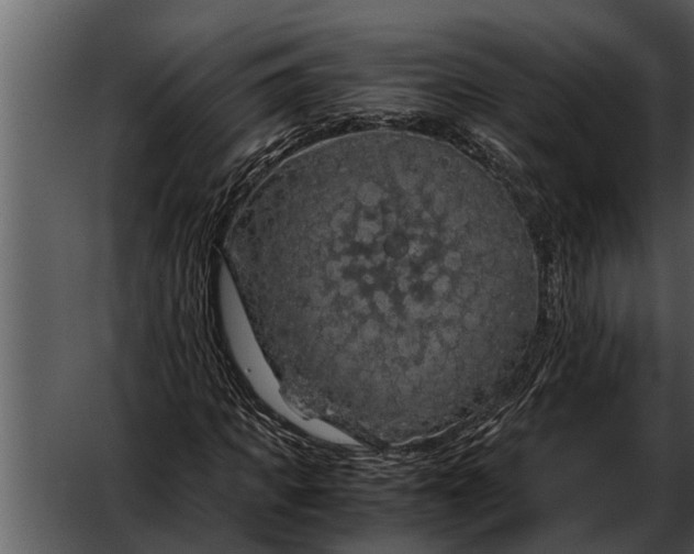 X0000052650917200507160219