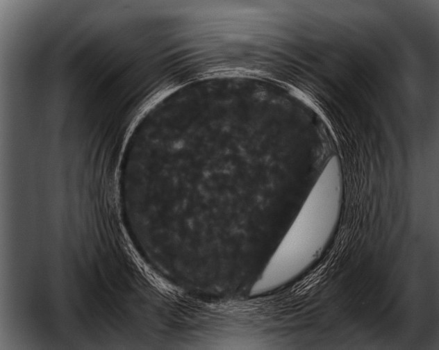 X0000052650995200507160218