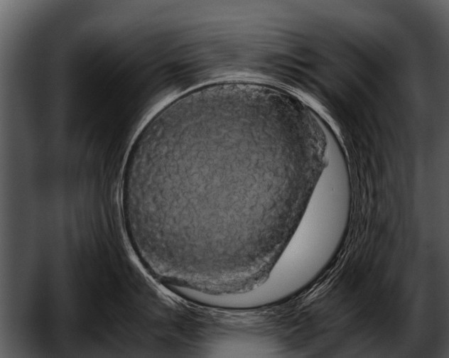 X0000052651007200507160218