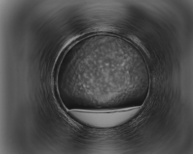 X0000052651024200507160217