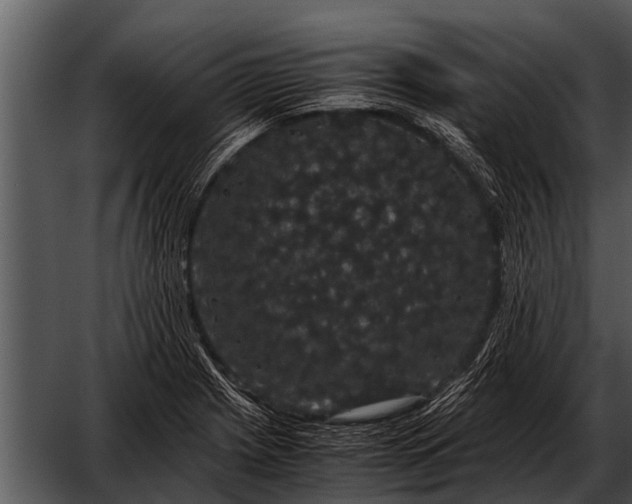 X0000052651225200507160214