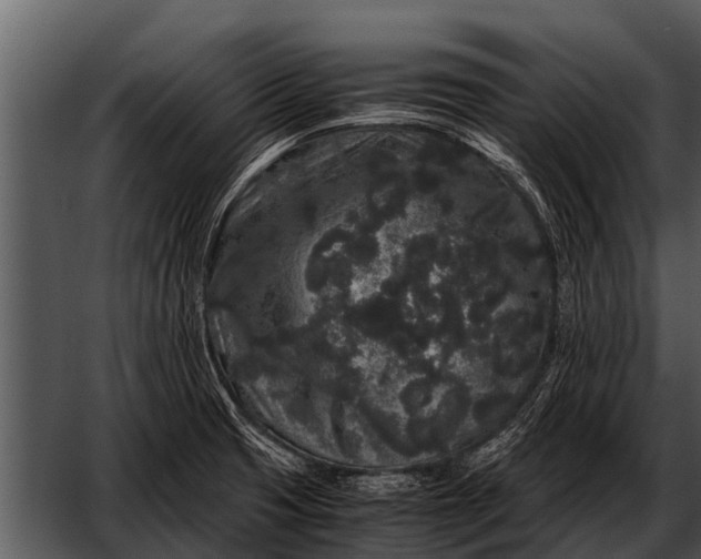 X0000052651425200507160211