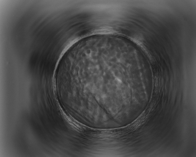 X0000052651466200507160210