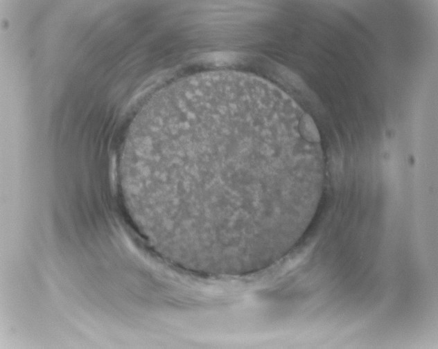 X0000052650024200507221853