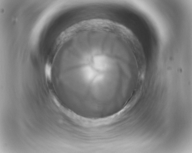 X0000052650047200507221852