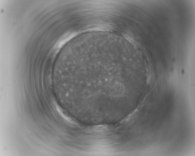 X0000052650050200507221852