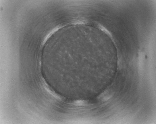 X0000052650059200507221852