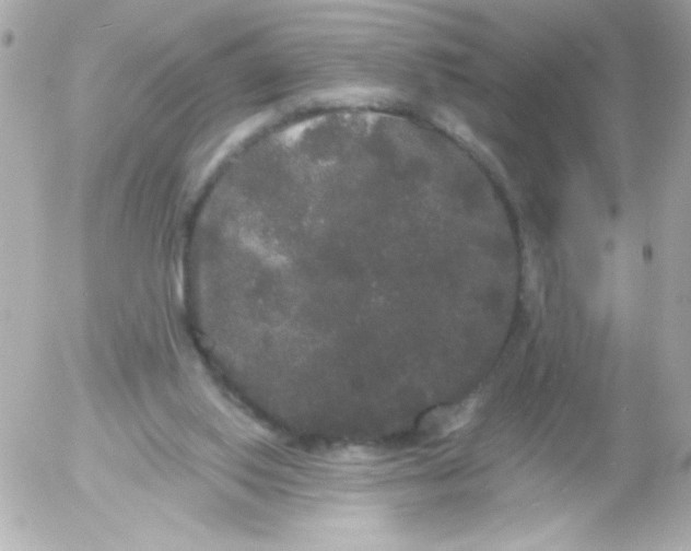 X0000052650062200507221852