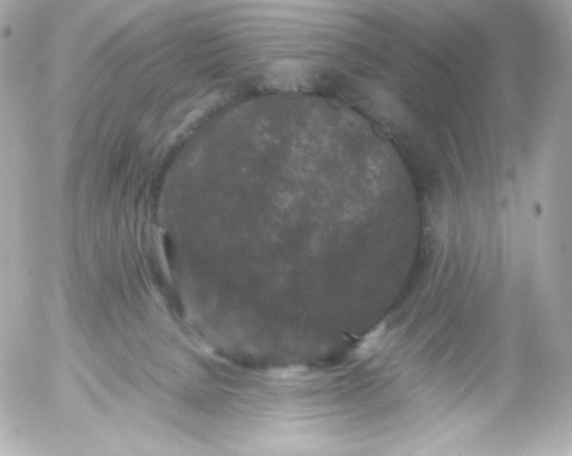 X0000052650080200507221852