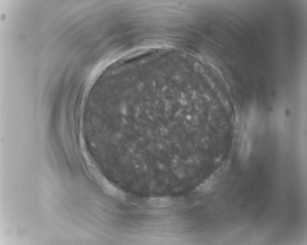 X0000052650145200507221850