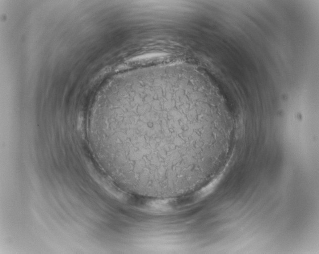 X0000052650178200507221851