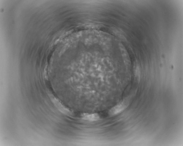 X0000052650185200507221851