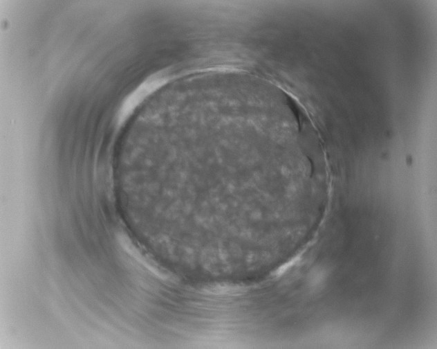 X0000052650198200507221850