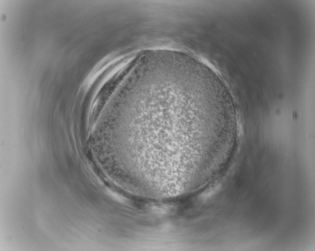 X0000052650199200507221850