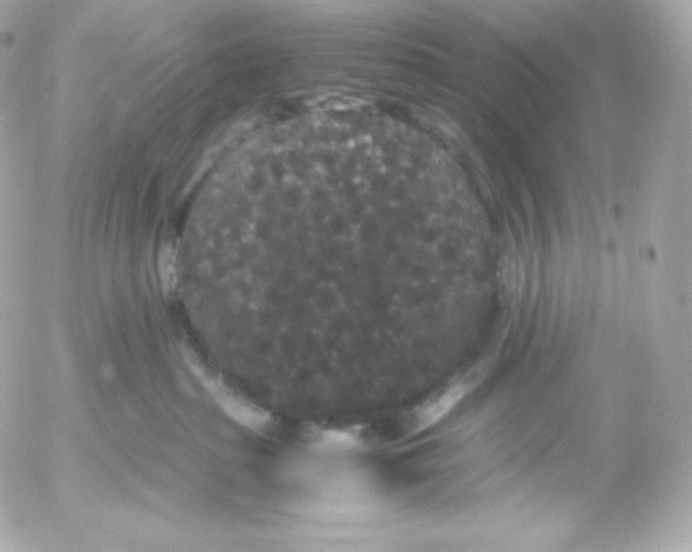 X0000052650285200507221849