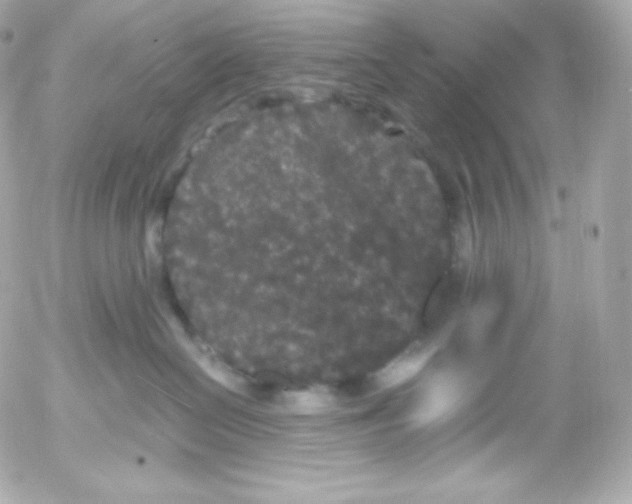 X0000052650286200507221849