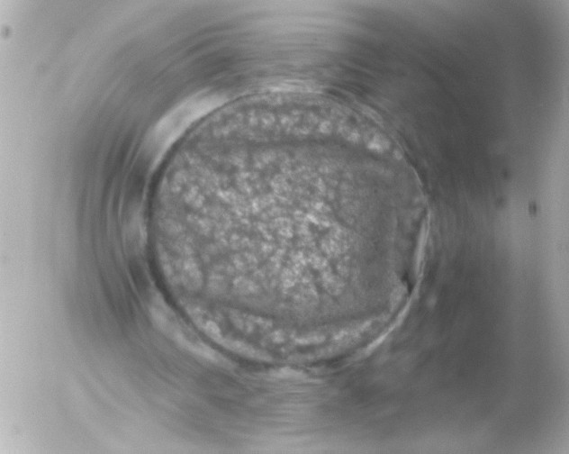 X0000052650290200507221848