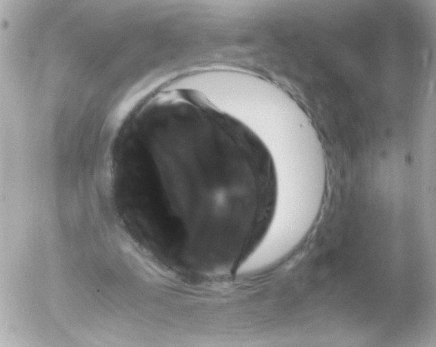 X0000052650295200507221848