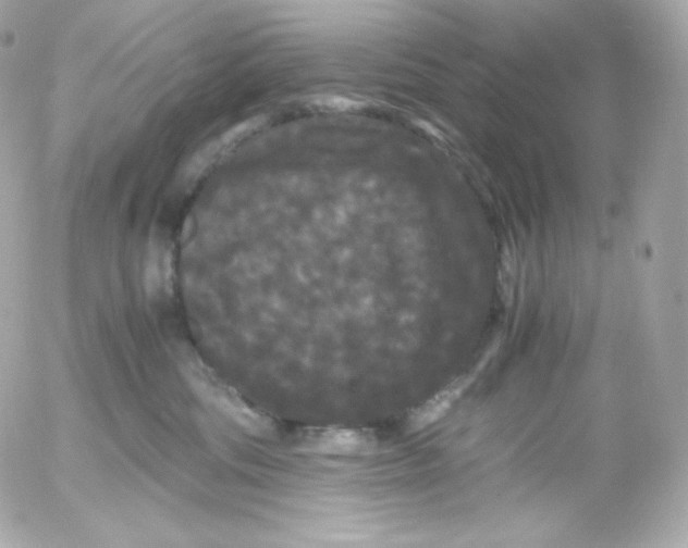 X0000052650330200507221848