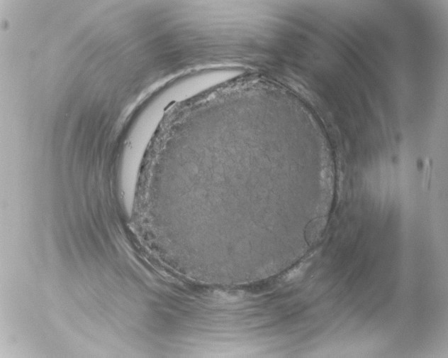 X0000052650346200507221847