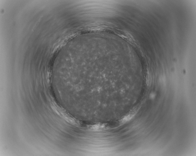 X0000052650366200507221847